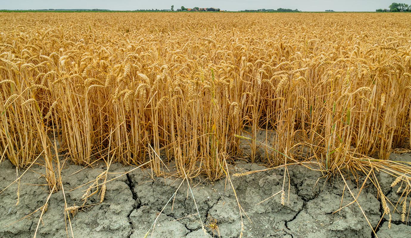 Droogte in de landbouw